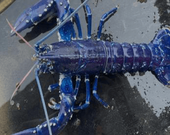 Blue Lobster (Homarus Gammarus) European