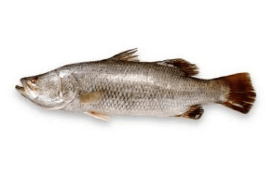 Fresh Barramundi Whole