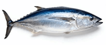 Fresh Bluefin Tuna Whole