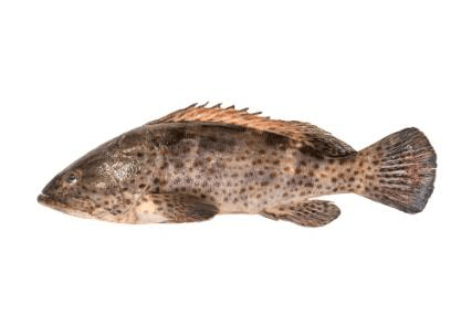 Fresh Grouper Whole