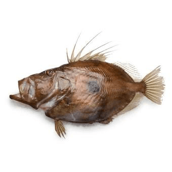 Fresh John Dory