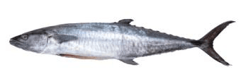 Fresh King Fish Whole