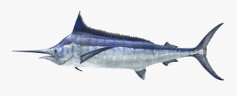 Fresh Marlin Fish Whole