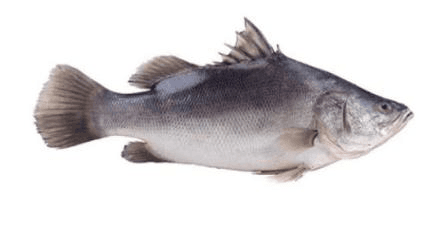 Fresh Nile Perch Fillet