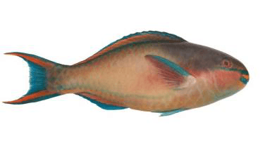Fresh Parrot Fish Whole