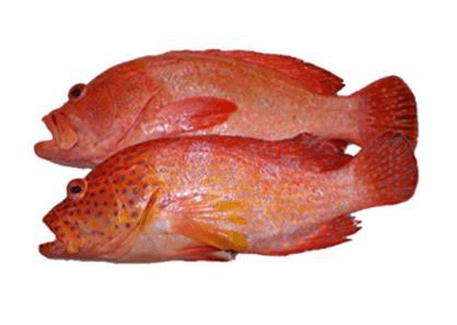 Fresh Red Grouper Whole