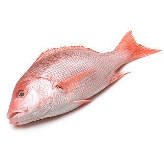 Fresh Red Snapper Whole