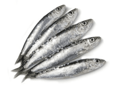 Fresh Sardines