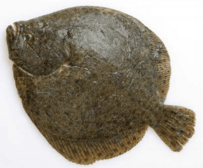 Turbot Fresh