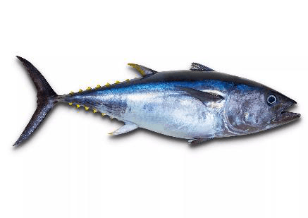 Fresh Yellowfin Tuna Whole