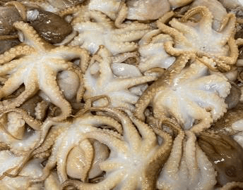 Frozen Baby Octopus