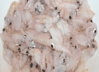 Frozen Baby Squid