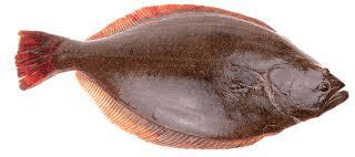 Frozen Halibut