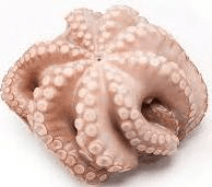 Frozen Octopus Morocco