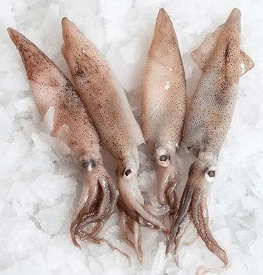 Frozen Squid