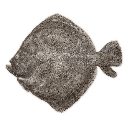 Frozen Turbot