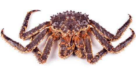 Live King Crab Kamchatka