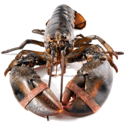 Live Lobster Canada