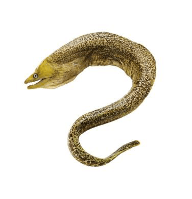 Live Murena / Tiger Eel