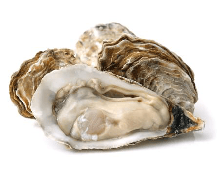 Live Oysters — Selected Origins