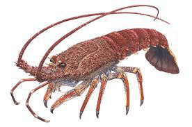 Live Rock Lobster
