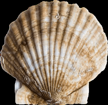Live Scallop Kamchatka