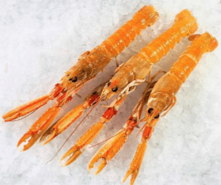 Live Scampi
