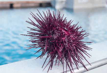 Live Sea Urchin