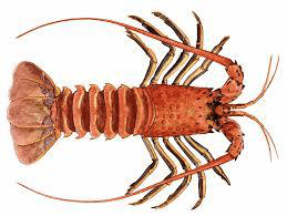 Live Spiny Lobster