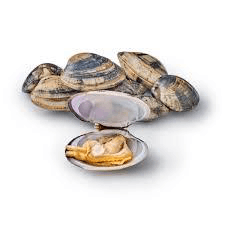 Live Vongole