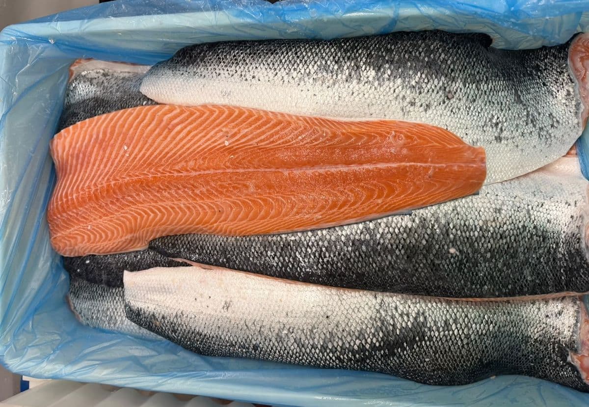 Atlantic salmon fillets, skin-on, packed side by side